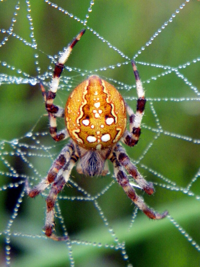 Four-spotted Orb Weaver Spider © Chris Cathrine