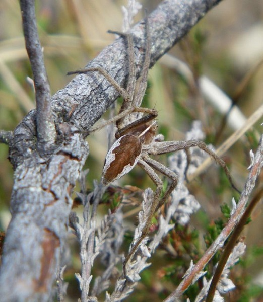 Scottish Spider Search – The Wildlife Information Centre