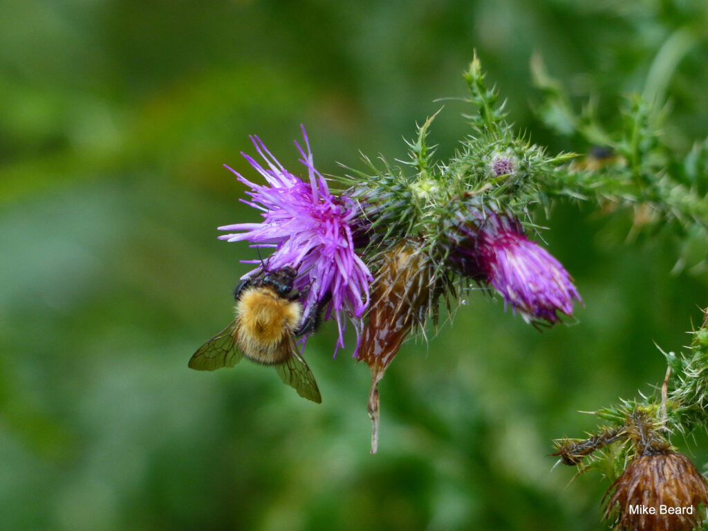 Welted Thistle (Carduus crispus) and Common carder bee (Bombus pascuorum) on the Union Canal outing in August 2014. Photo by Mike Beard.