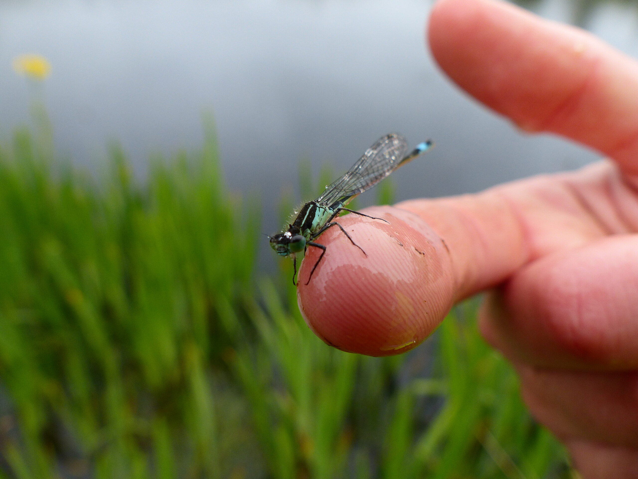 Blue-tailed Damselfly (Ischnura elegans), Fauldhouse Ponds, West Lothian. Photo by Mike Beard.