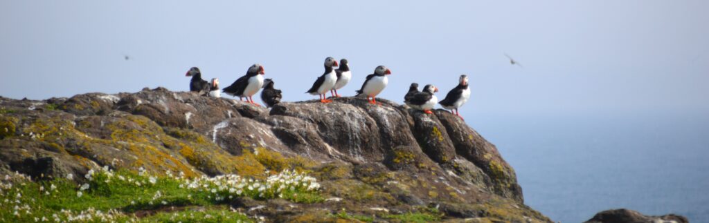 Puffins. Photo by Roisin McGrory.