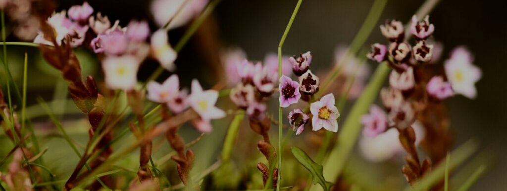 Hairy Stonecrop (Sedum villosum). Photo by Stuart Maxwell.
