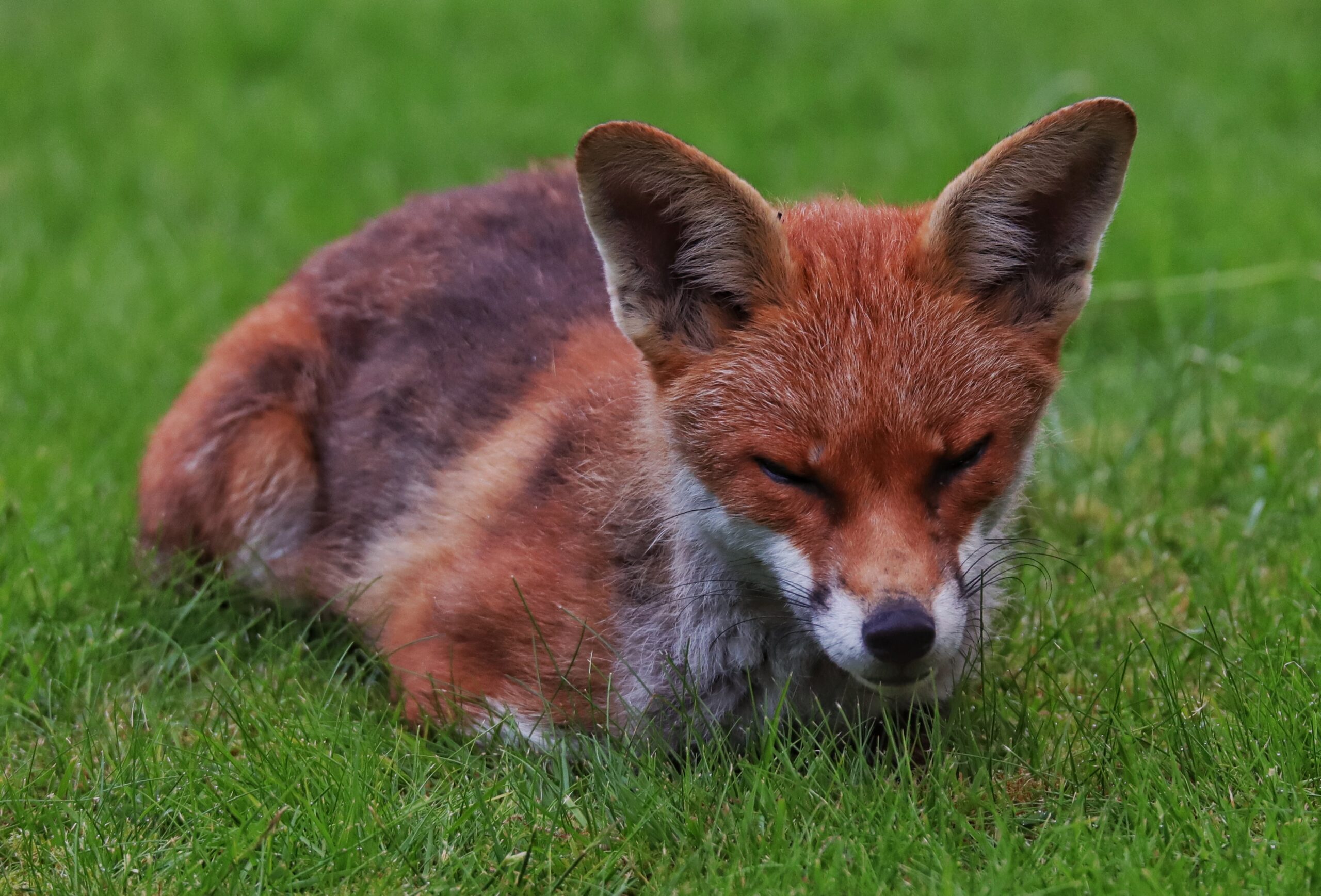 Red Fox (Vulpes vulpes). Photo by Nigel Lawton