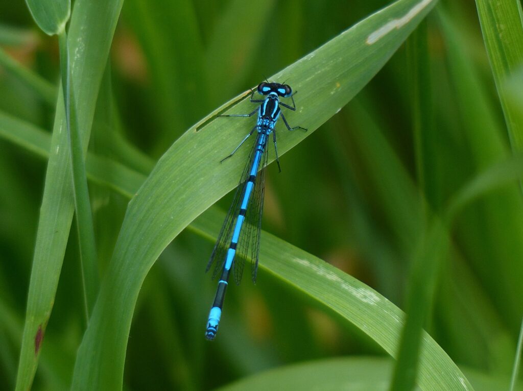 Azure Damselfly male. Photo courtesy of Mike Beard.
