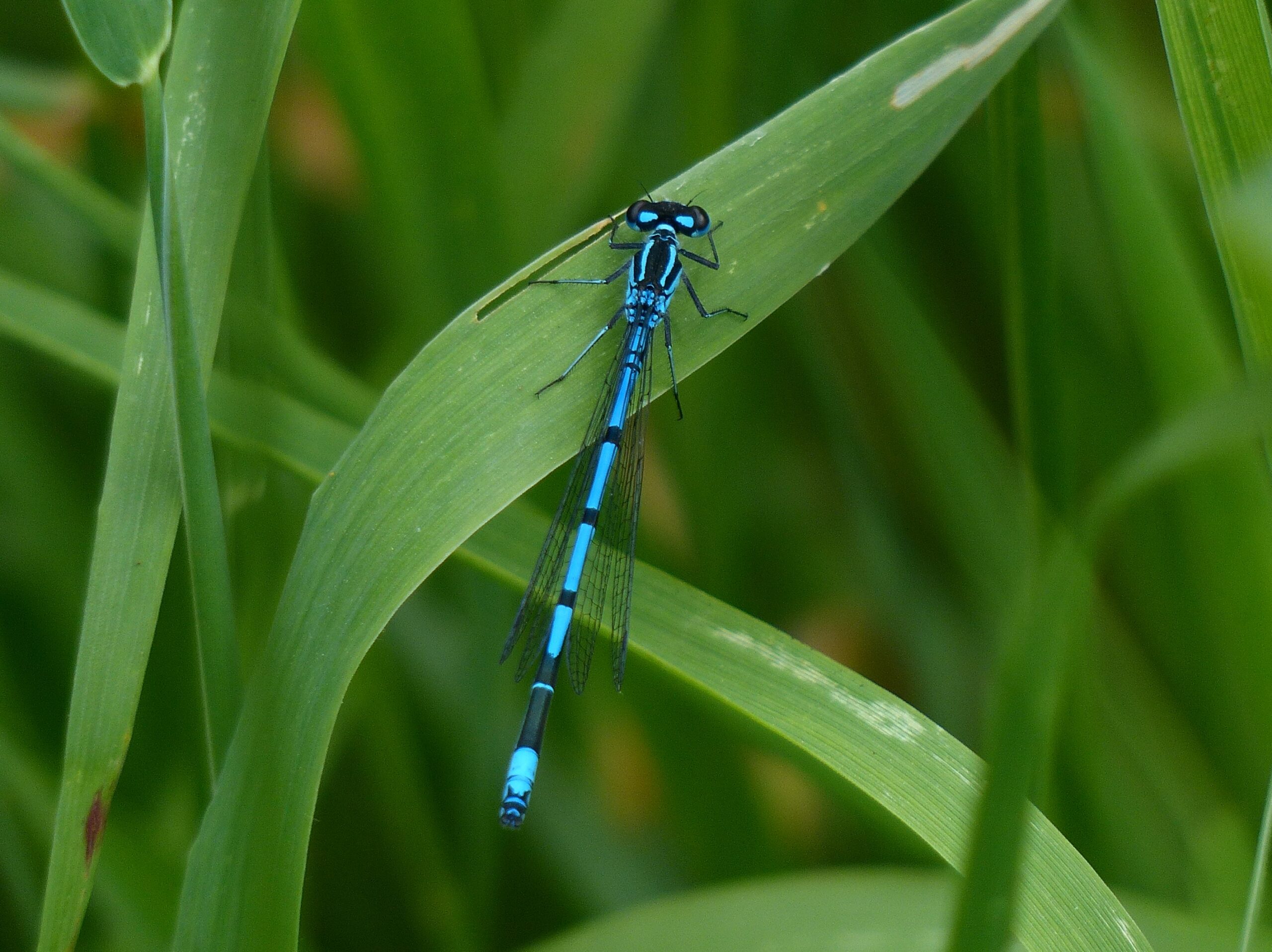 Azure Damselfly male. Photo courtesy of Mike Beard.