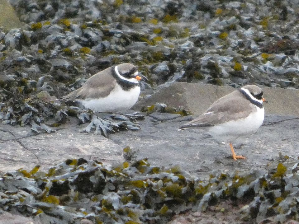 Ringed Plovers (Charadrius hiaticula)