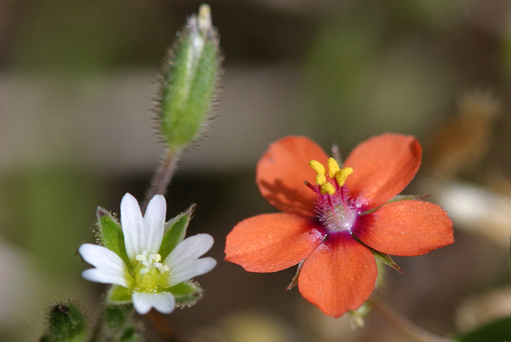 Scarlet Pimpernel (Anagallis arvensis), photo taken by Alistair Graham.