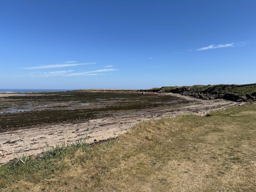A coastal scene at Belhaven Bay, Dunbar on a clear sunny day with a rocky shoreline, patches of seaweed, and calm blue sea stretching into the horizon under a bright blue sky with a few thin clouds. Photograph by Rebekah Wilson