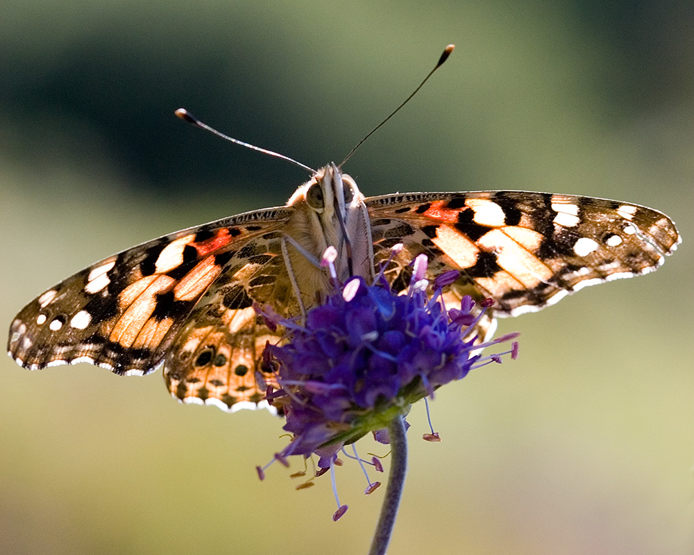 Painted Lady butterfly perched on a purple flower.