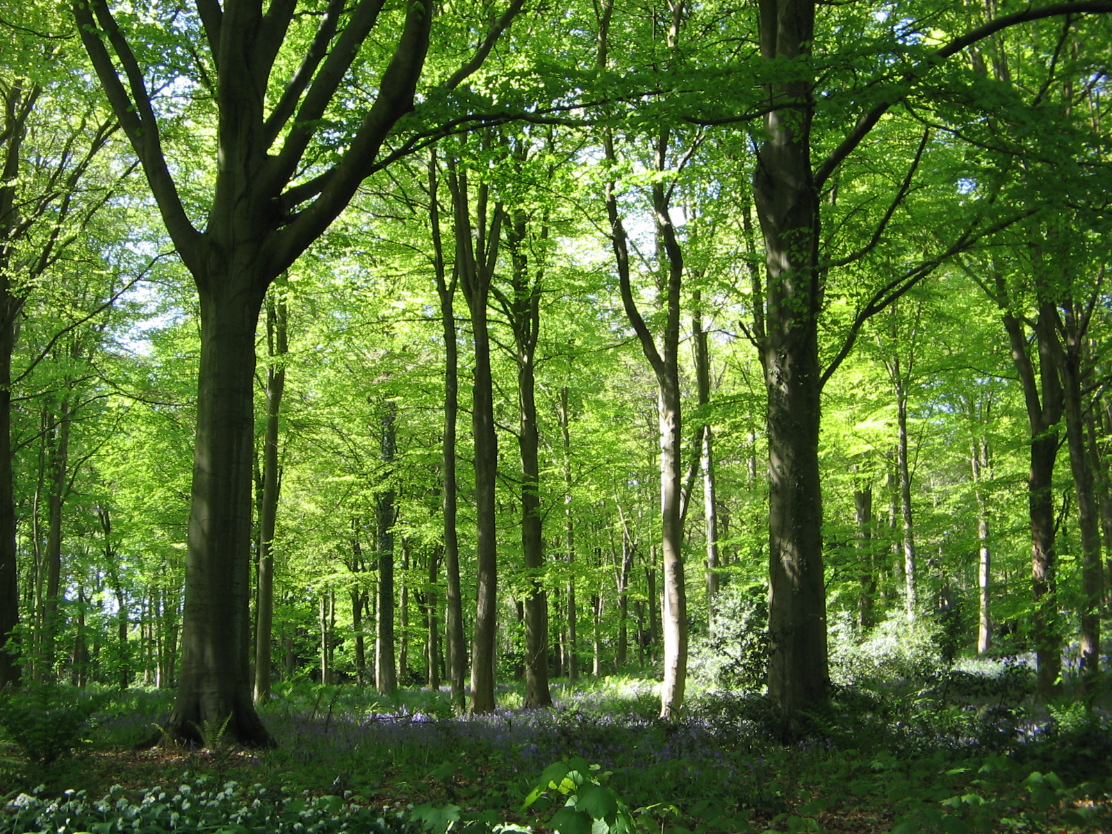 Dalkeith Country Park woodland