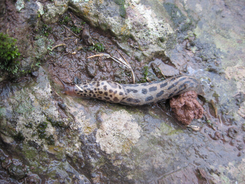 Leopard Slug (Limax maximus). Photo by Mike Beard.