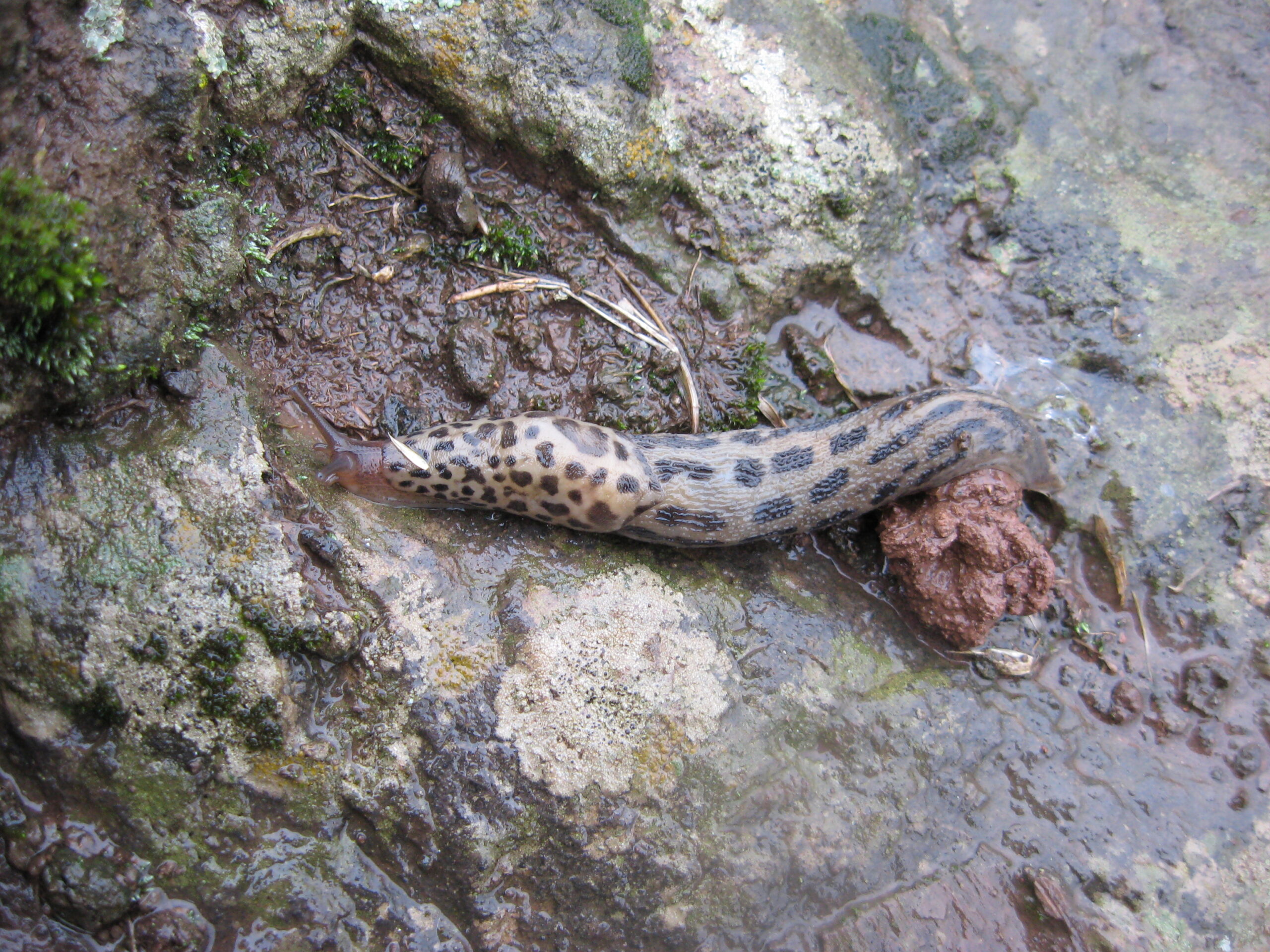 Leopard Slug (Limax maximus). Photo by Mike Beard.