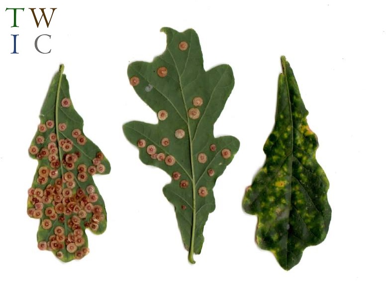 Plant galls