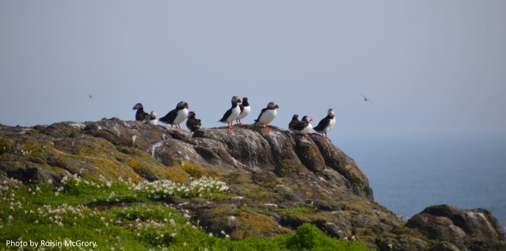 Puffins. Photo by Roisin McGrory.