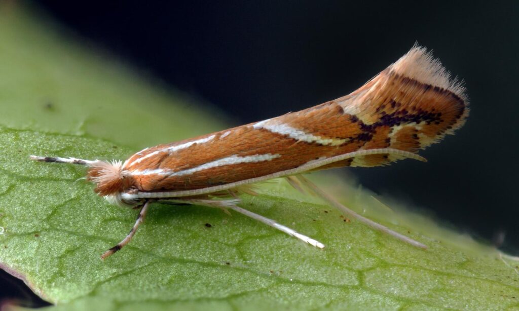 Firethorn Leaf Miner
