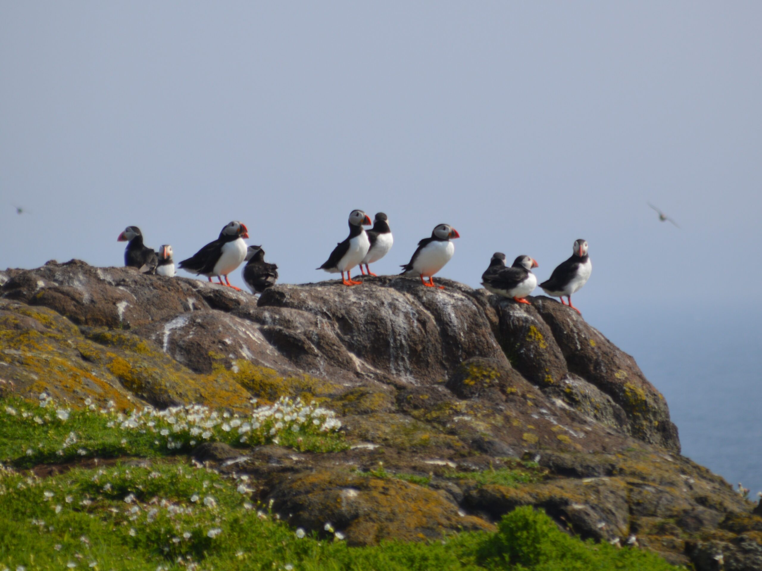 Puffins. Photo by Roisin McGrory.