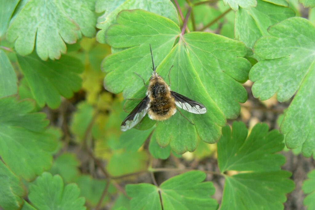 Dark-edged Bee-fly - Bombylius major