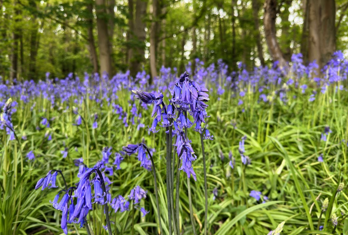 Bluebells in a woodland, with clusters of purple-blue flowers in the foreground and tall green trees in the background