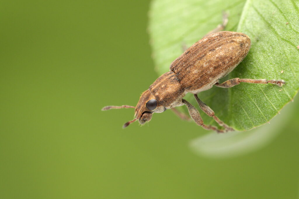 Sitona Lepidus (weevil) by Mark Gurney
